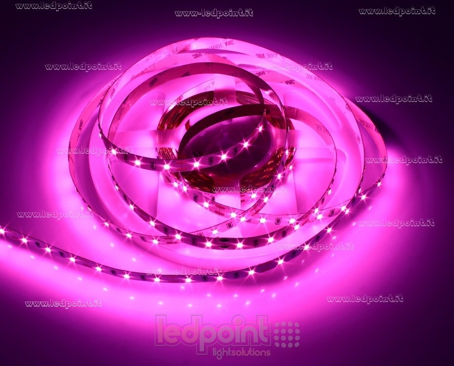 Ledpoint S.r.l. Pink led strip 5m 60leds/m 2835 12V 7,2W/m